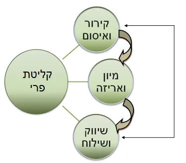 תרשים זרימת הפרי